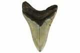 Fossil Megalodon Tooth - North Carolina #161447-2